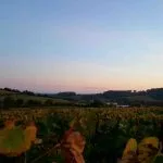 Vignoble Chardonnay