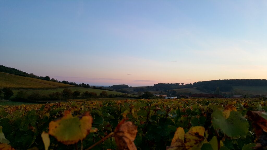Le mois de novembre souvent boudé est pourtant riche en paysages et en salon autour du vin. Faites le plein pour les fêtes!