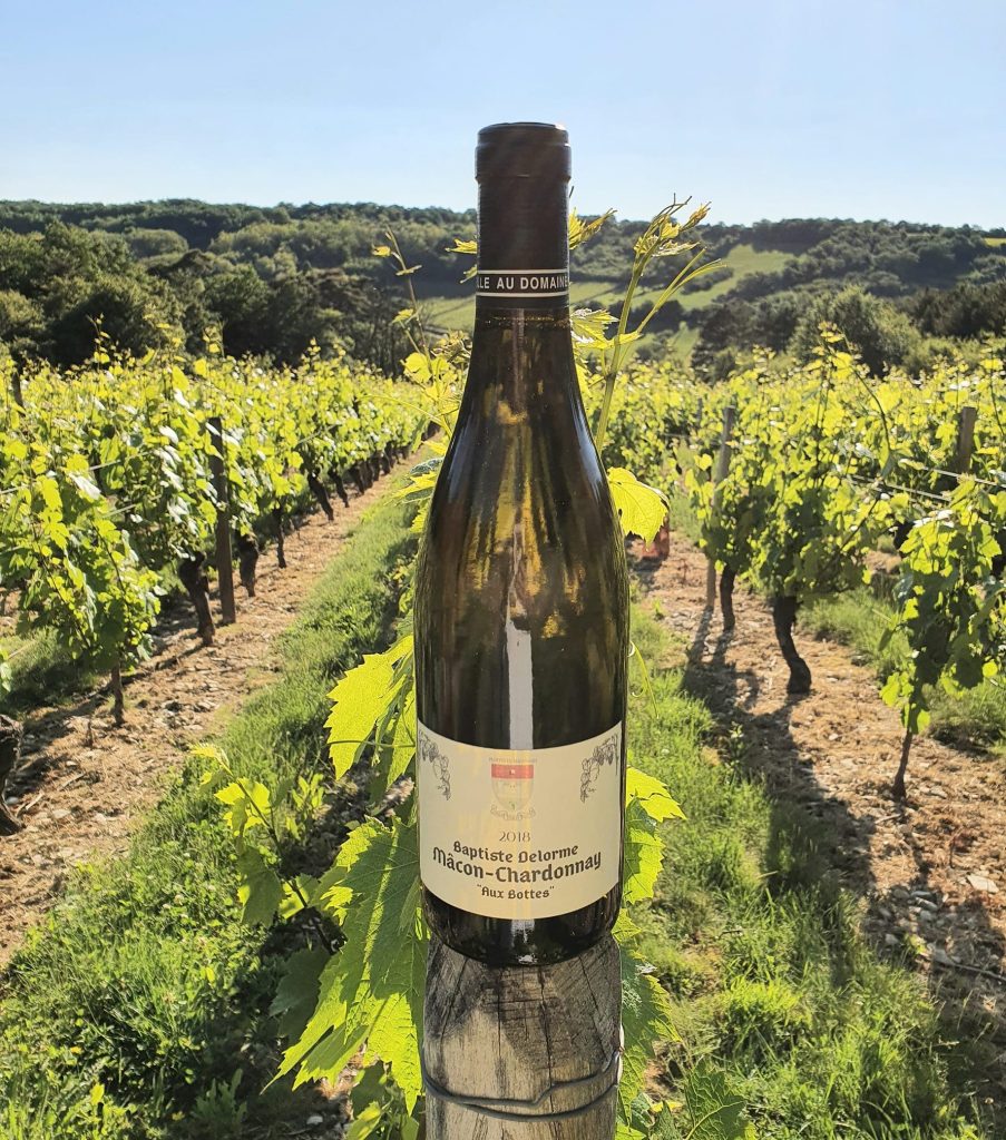 Bouteille dans les vignes. Domaine Francis&Baptiste Delorme