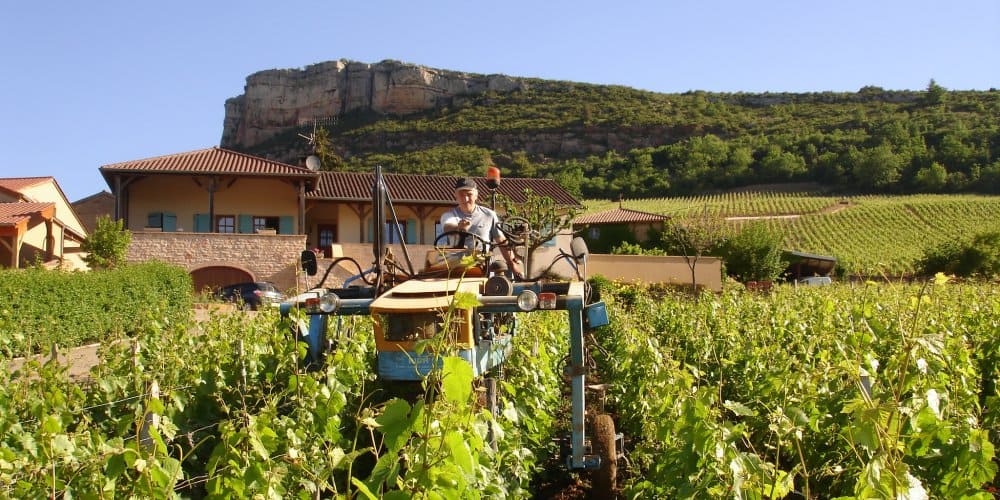Travail dans la vigne. Domaine Barraud à Vergisson