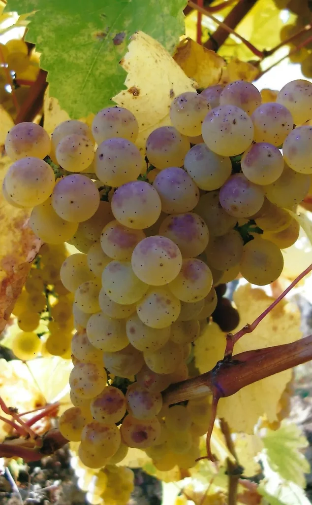 Grappe de raisin vignoble du Domaine de La Verpaille à Clessé