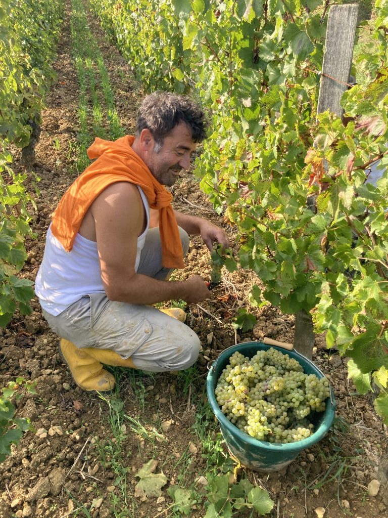 Nicolas Maillet fait les vendanges dans son vignoble