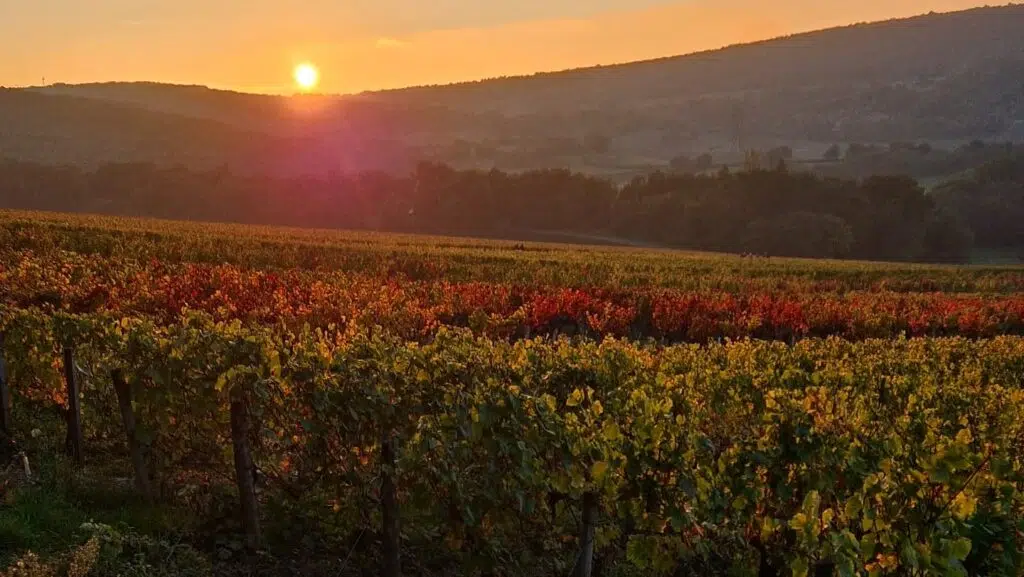Vue sur le vignoble Debreuille au soleil couchant