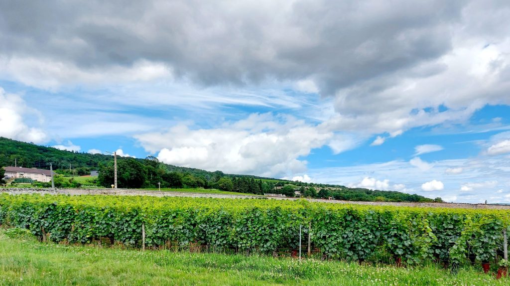 Vue d'une partie du vignoble Gondard-Perrin à Clessé