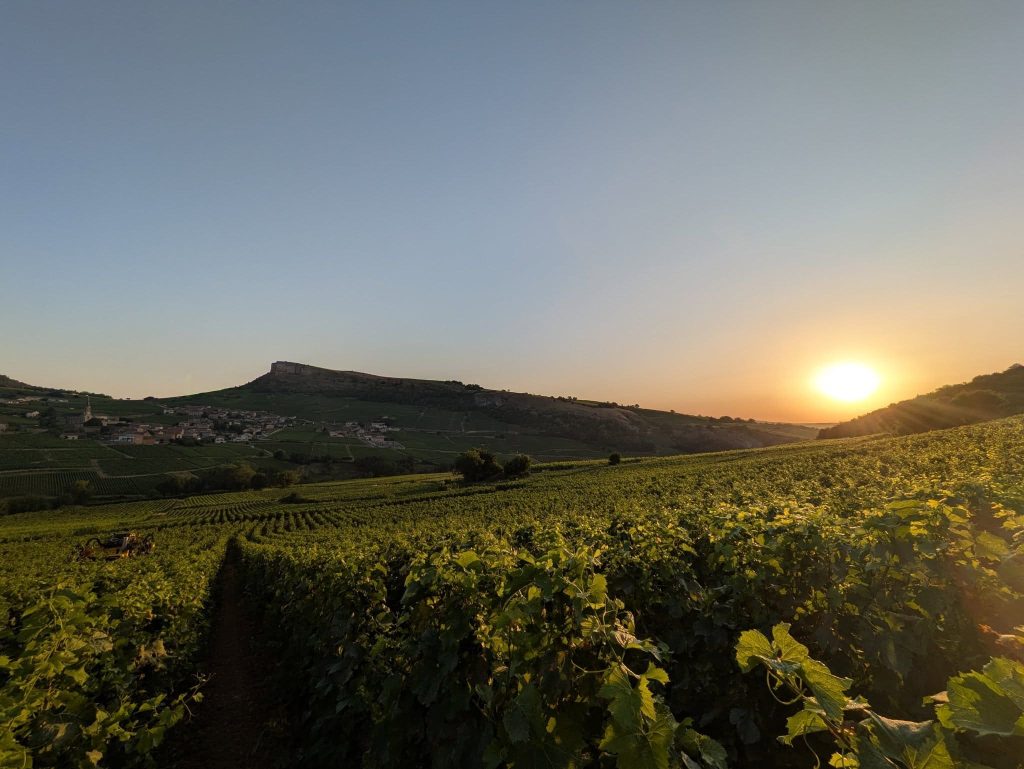 Vignoble Saumaize-Michelin à Vergisson au coucher du soleil